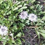 Globularia cordifolia花