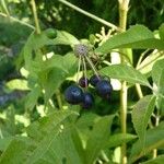 Eleutherococcus senticosus Fruit