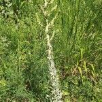 Verbascum speciosum Folha