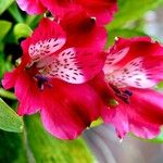 Alstroemeria spp. Flower