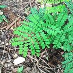 Adenanthera pavonina Leaf