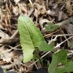 Viola sagittata Blad