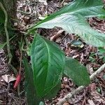 Anthurium hacumense Habit