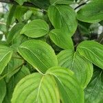 Cornus kousa Leaf