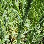 Centaurea solstitialis Kabuk