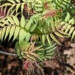 Sorbaria sorbifolia Likasa