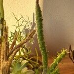 Austrocylindropuntia subulata葉