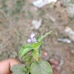 Commelina benghalensis ফুল