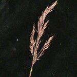 Calamagrostis scabrescens