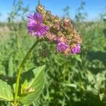 Mirabilis nyctaginea Цвят