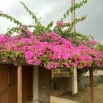 Bougainvillea spectabilisHábito