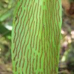 Antrophyum reticulatum Ffrwyth