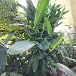 Heliconia rostrata Yaprak