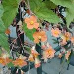 Begonia sutherlandii Virág