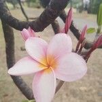Plumeria rubra Blüte