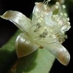 Rhipsalis pentaptera Flower