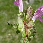 Pedicularis sylvatica Casca