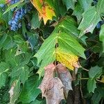 Berberis bealei Leaf
