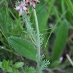 Platycapnos spicata 花