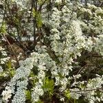 Spiraea thunbergiiBlomst