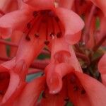 Rhododendron crassifolium Blüte