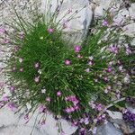 Dianthus subacaulis Blüte