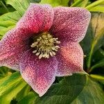 Helleborus orientalisFlower