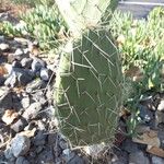 Opuntia macrorhiza Levél