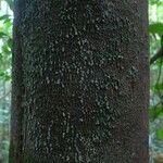 Abarema mataybifolia چھال