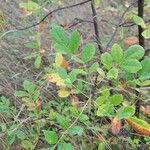 Fraxinus latifolia Leaf