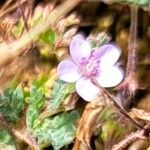 Erodium lebelii Blodyn