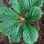 Rodgersia aesculifolia Yaprak