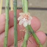 Rhipsalis puniceodiscus Flower