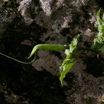 Arisaema tortuosum Hábitos