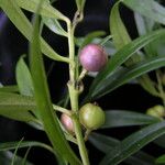 Sarcococca saligna موطن