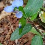 Commelina diffusa Blüte