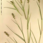 Cenchrus incertus Kita