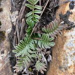 Acaena cylindristachya Ravina