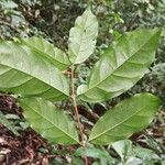 Coffea mannii List