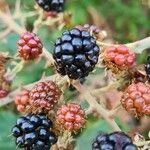 Rubus ulmifoliusFruchs