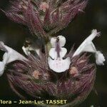 Nepeta granatensis Blüte