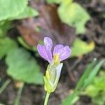 Raphanus raphanistrum Flower