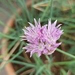 Allium schoenoprasumFlower