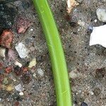 Zostera marina Folha