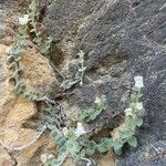 Antirrhinum molle Virág