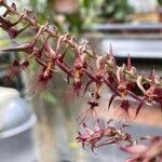 Bulbophyllum barbigerum Blomst