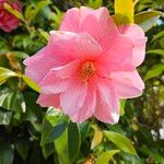 Camellia japonica Λουλούδι