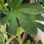Alcea biennis Leaf