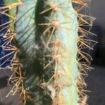 Pilosocereus pachycladus ഇല