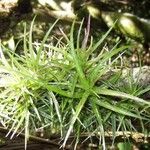 Tillandsia variabilis 整株植物